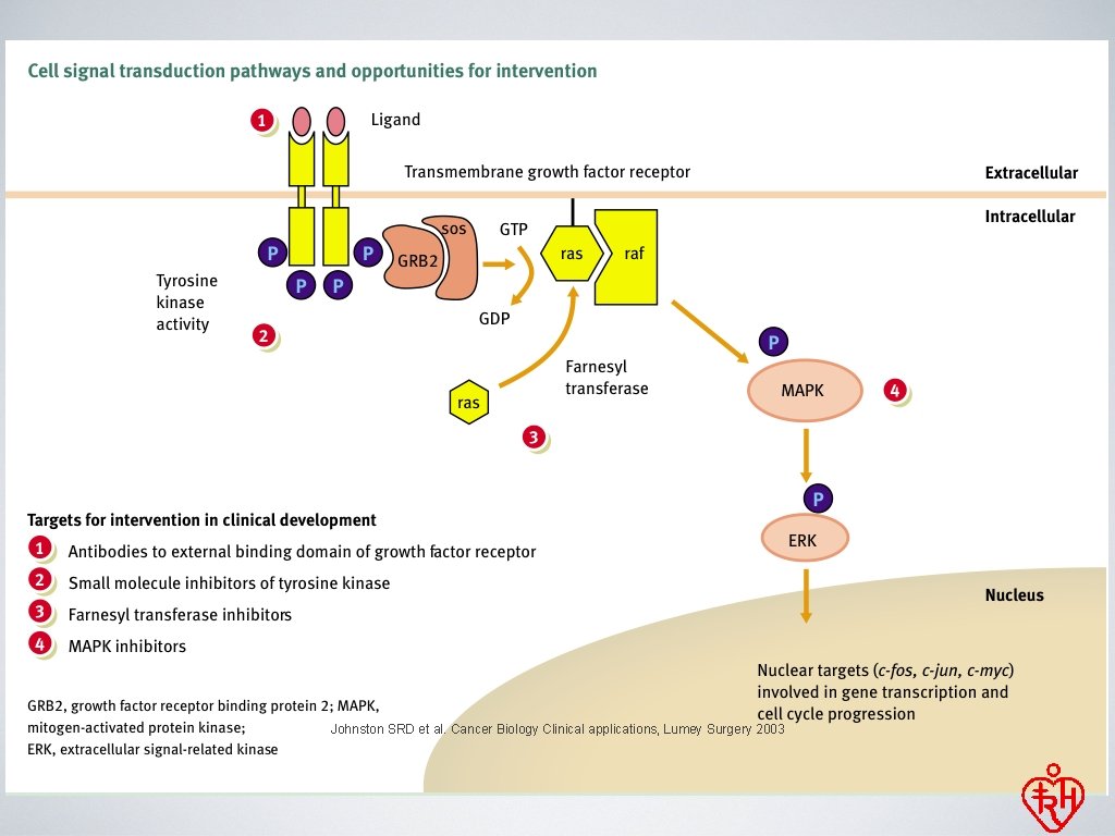 Johnston SRD et al. Cancer Biology Clinical applications, Lumey Surgery 2003 