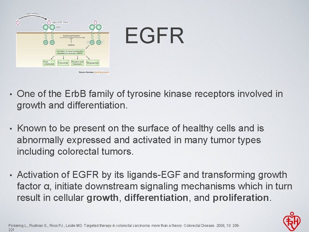 EGFR • One of the Erb. B family of tyrosine kinase receptors involved in