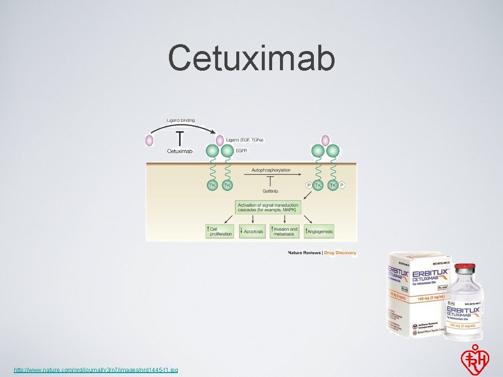 Cetuximab http: //www. nature. com/nrd/journal/v 3/n 7/images/nrd 1445 -f 1. jpg 