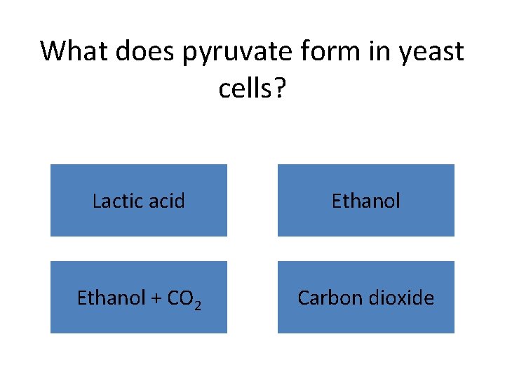 What does pyruvate form in yeast cells? Lactic acid Ethanol + CO 2 Carbon What does pyruvate form in yeast cells? Lactic acid Ethanol + CO 2 Carbon