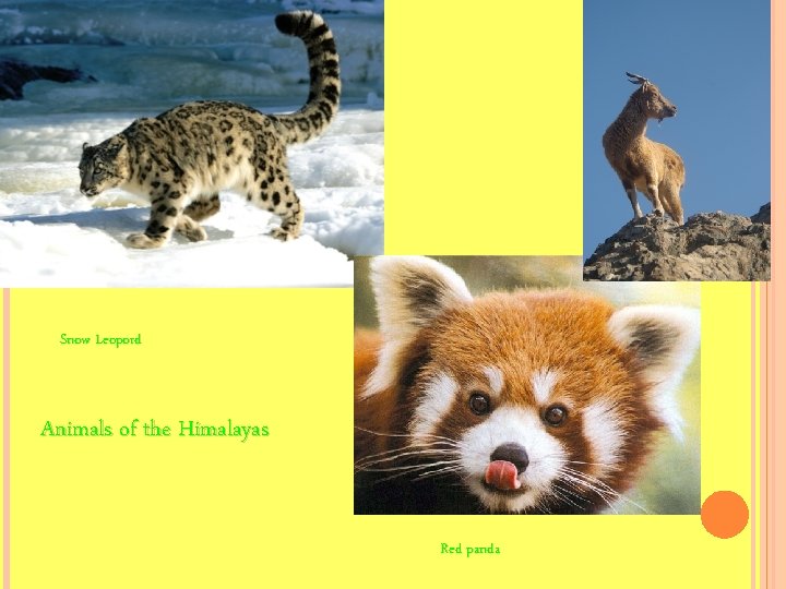 Snow Leopord Animals of the Himalayas Red panda 