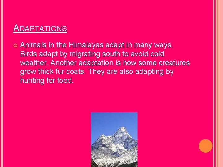 ADAPTATIONS Animals in the Himalayas adapt in many ways. Birds adapt by migrating south