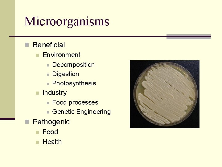 Microorganisms n Beneficial n Environment n Decomposition n Digestion n Photosynthesis n Industry n