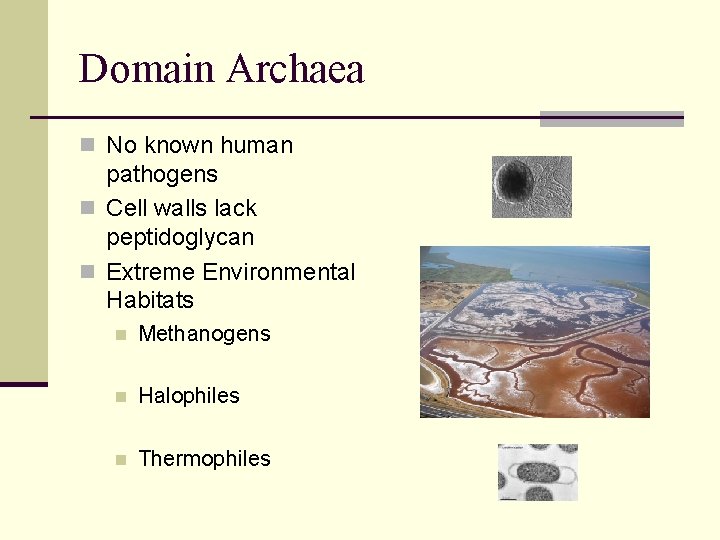 Domain Archaea n No known human pathogens n Cell walls lack peptidoglycan n Extreme