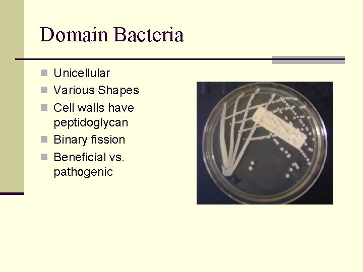 Domain Bacteria n Unicellular n Various Shapes n Cell walls have peptidoglycan n Binary