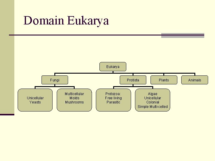 Domain Eukarya Fungi Unicellular Yeasts Protista Multicellular Molds Mushrooms Protozoa: Free living Parasitic Plants