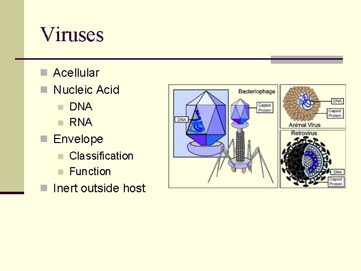 Viruses n Acellular n Nucleic Acid n DNA n RNA n Envelope n Classification