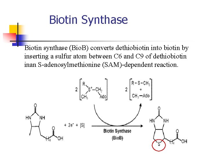 Biotin Synthase Biotin synthase (Bio. B) converts dethiobiotin into biotin by inserting a sulfur