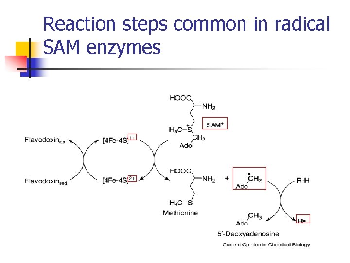 Reaction steps common in radical SAM enzymes 