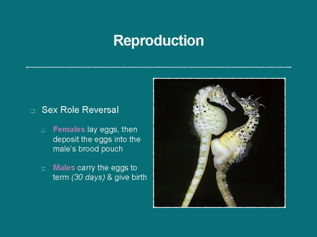 Reproduction Sex Role Reversal Females lay eggs, then deposit the eggs into the male’s