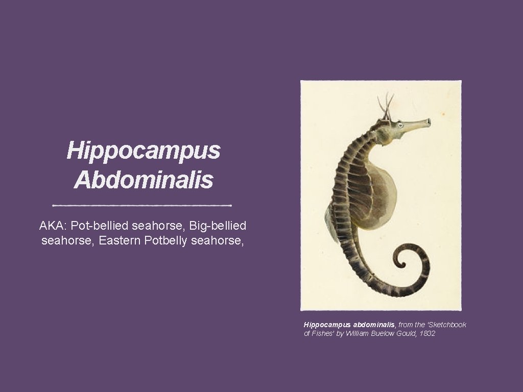 Hippocampus Abdominalis AKA: Pot-bellied seahorse, Big-bellied seahorse, Eastern Potbelly seahorse, Hippocampus abdominalis, from the