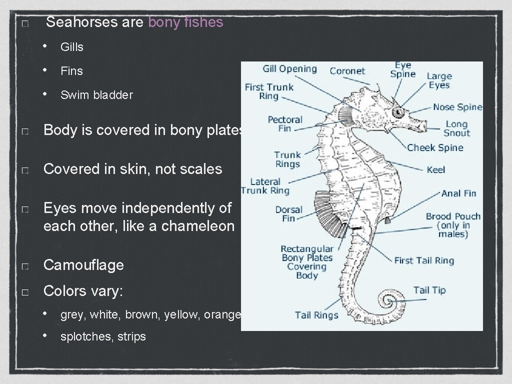 Seahorses are bony fishes • Gills • Fins • Swim bladder Body is covered