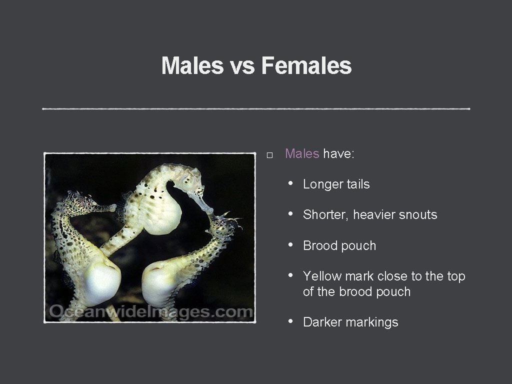 Males vs Females Males have: • Longer tails • Shorter, heavier snouts • Brood