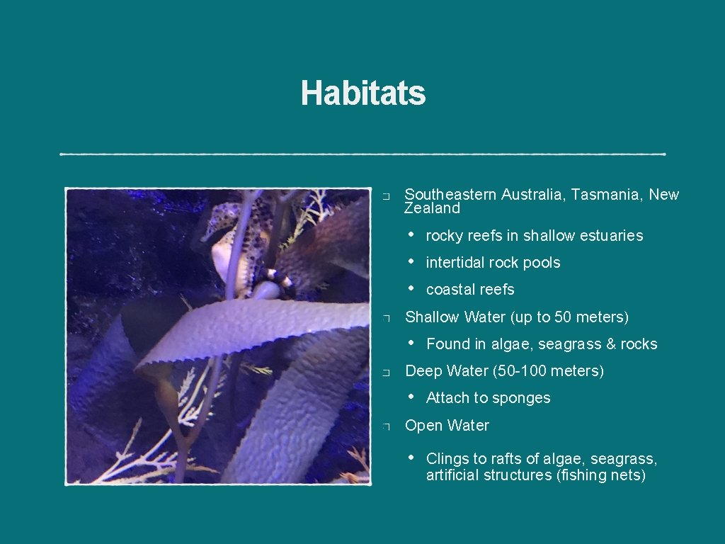 Habitats Southeastern Australia, Tasmania, New Zealand • • • rocky reefs in shallow estuaries
