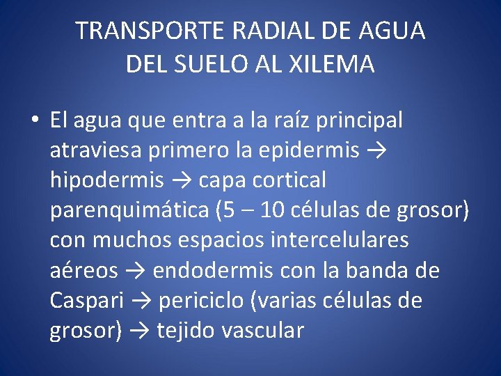 TRANSPORTE RADIAL DE AGUA DEL SUELO AL XILEMA • El agua que entra a