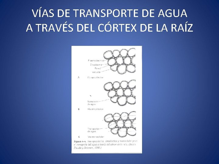 VÍAS DE TRANSPORTE DE AGUA A TRAVÉS DEL CÓRTEX DE LA RAÍZ 