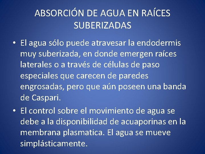 ABSORCIÓN DE AGUA EN RAÍCES SUBERIZADAS • El agua sólo puede atravesar la endodermis