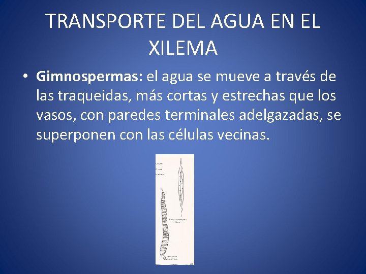 TRANSPORTE DEL AGUA EN EL XILEMA • Gimnospermas: el agua se mueve a través