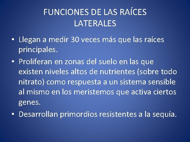 FUNCIONES DE LAS RAÍCES LATERALES • Llegan a medir 30 veces más que las