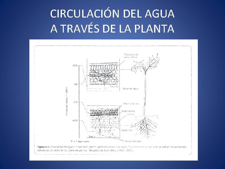 CIRCULACIÓN DEL AGUA A TRAVÉS DE LA PLANTA 