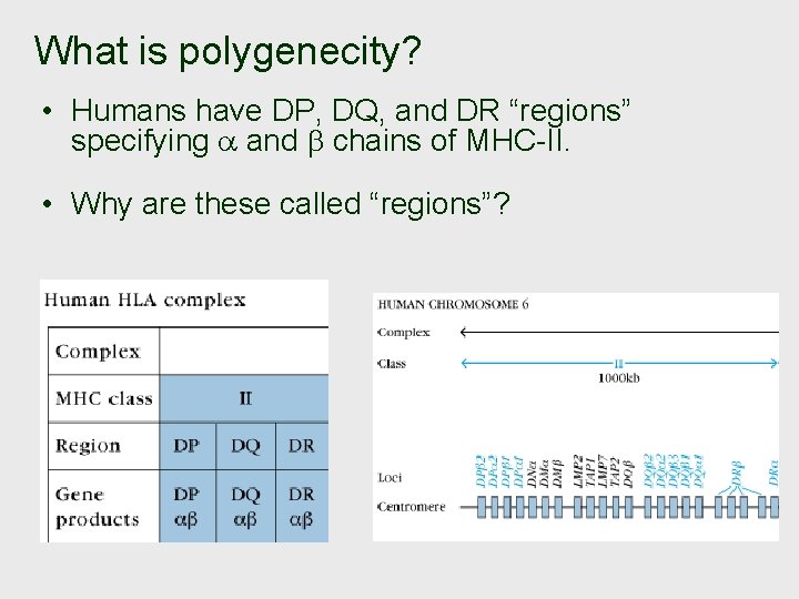 What is polygenecity? • Humans have DP, DQ, and DR “regions” specifying and chains