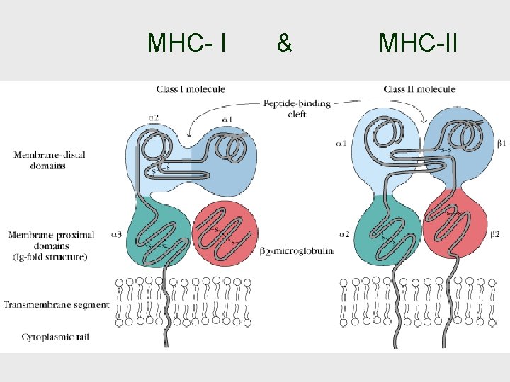 MHC- I & MHC-II 