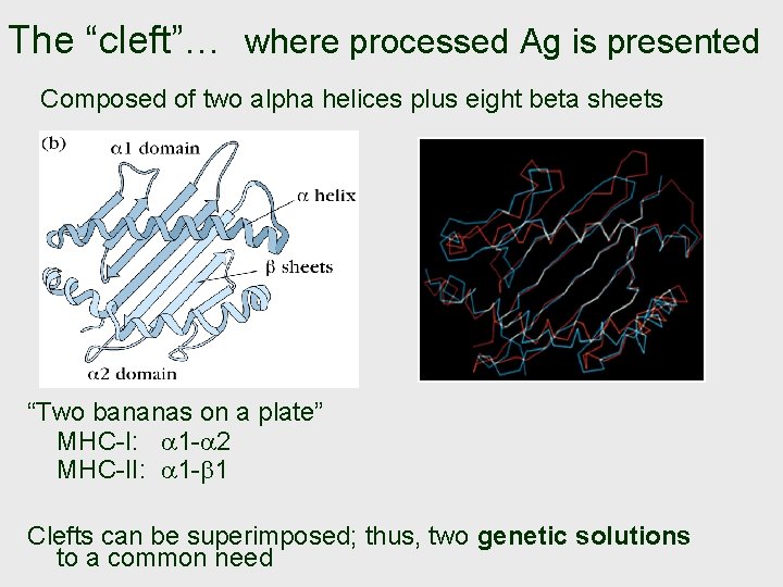 The “cleft”… where processed Ag is presented Composed of two alpha helices plus eight