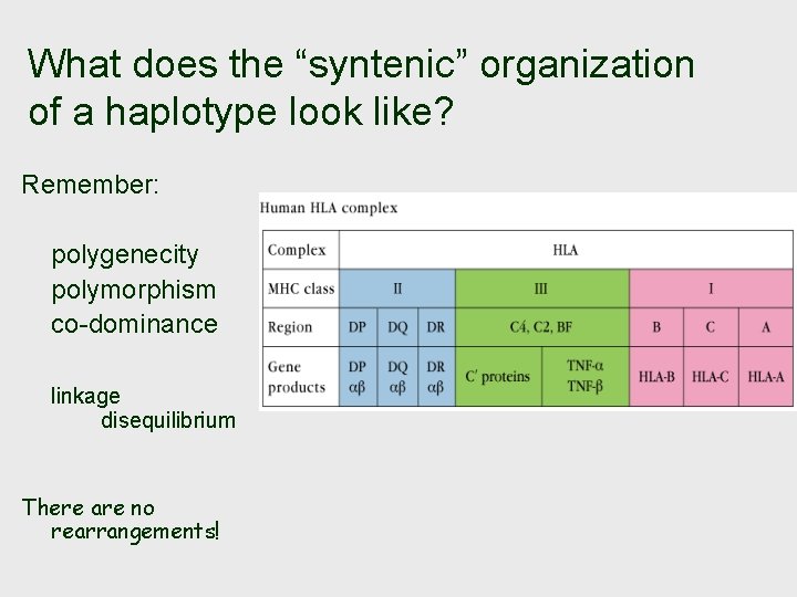 What does the “syntenic” organization of a haplotype look like? Remember: polygenecity polymorphism co-dominance