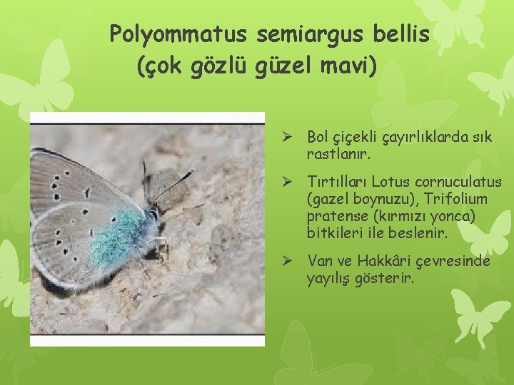 Polyommatus semiargus bellis (çok gözlü güzel mavi) Ø Bol çiçekli çayırlıklarda sık rastlanır. Ø