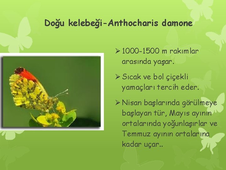 Doğu kelebeği-Anthocharis damone Ø 1000 -1500 m rakımlar arasında yaşar. Ø Sıcak ve bol