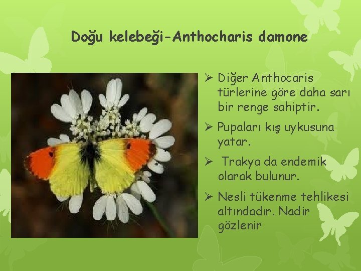 Doğu kelebeği-Anthocharis damone Ø Diğer Anthocaris türlerine göre daha sarı bir renge sahiptir. Ø