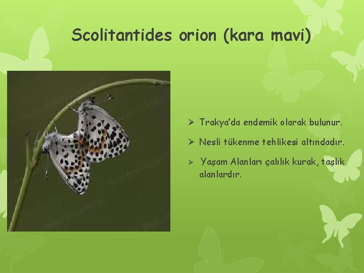 Scolitantides orion (kara mavi) Ø Trakya’da endemik olarak bulunur. Ø Nesli tükenme tehlikesi altındadır.