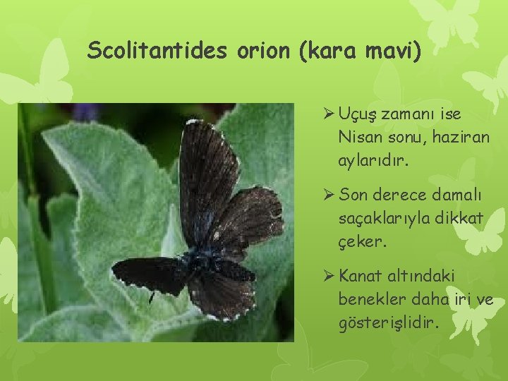 Scolitantides orion (kara mavi) Ø Uçuş zamanı ise Nisan sonu, haziran aylarıdır. Ø Son