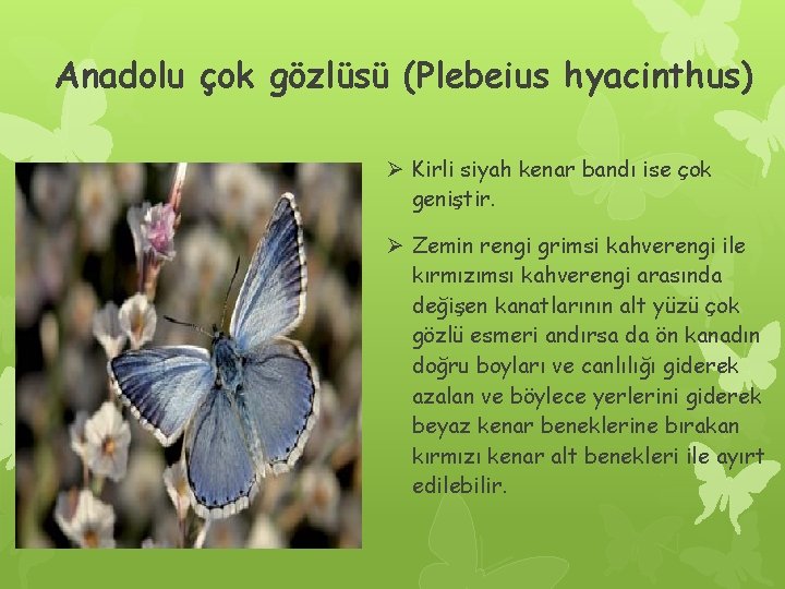 Anadolu çok gözlüsü (Plebeius hyacinthus) Ø Kirli siyah kenar bandı ise çok geniştir. Ø