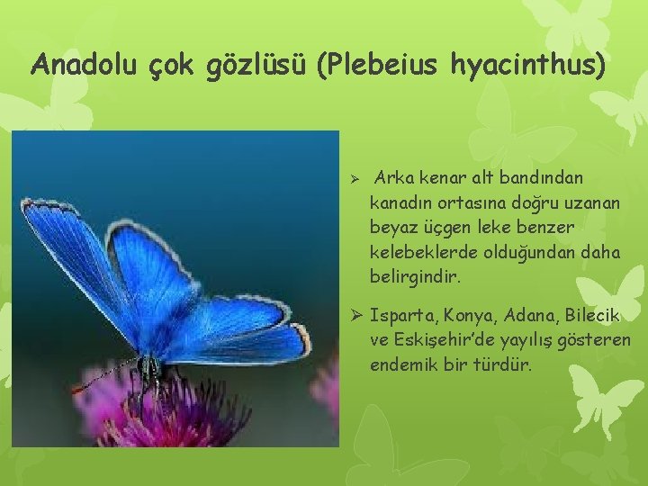 Anadolu çok gözlüsü (Plebeius hyacinthus) Ø Arka kenar alt bandından kanadın ortasına doğru uzanan