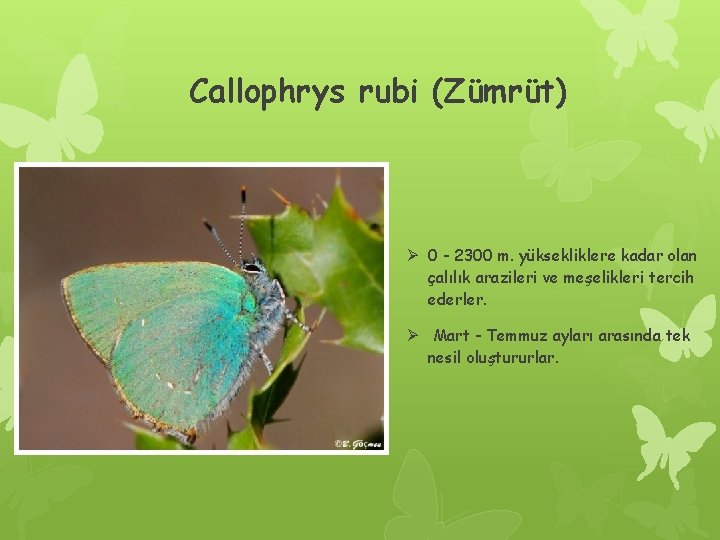 Callophrys rubi (Zümrüt) Ø 0 - 2300 m. yüksekliklere kadar olan çalılık arazileri ve