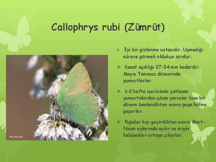 Callophrys rubi (Zümrüt) Ø İyi bir gizlenme ustasıdır. Uçmadığı sürece görmek oldukça zordur. Ø
