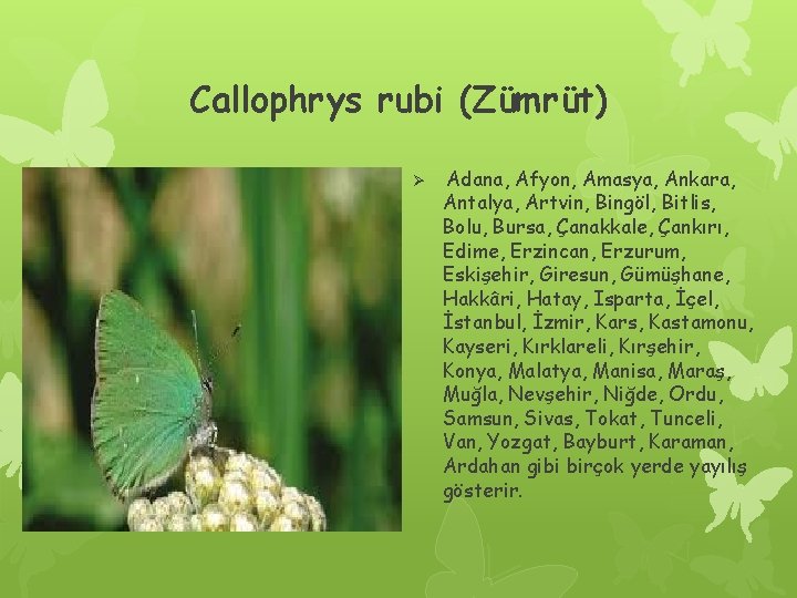 Callophrys rubi (Zümrüt) Ø Adana, Afyon, Amasya, Ankara, Antalya, Artvin, Bingöl, Bitlis, Bolu, Bursa,