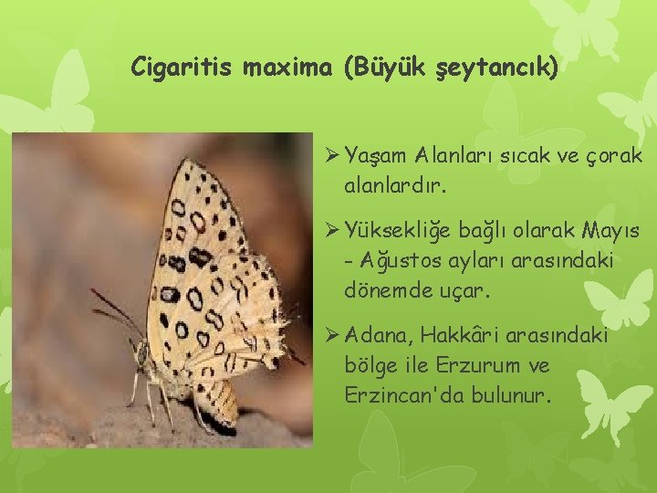 Cigaritis maxima (Büyük şeytancık) Ø Yaşam Alanları sıcak ve çorak alanlardır. Ø Yüksekliğe bağlı