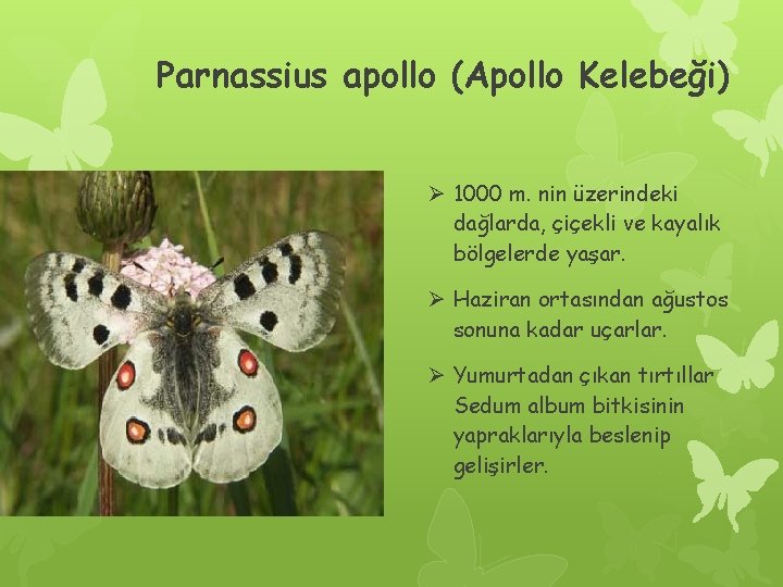 Parnassius apollo (Apollo Kelebeği) Ø 1000 m. nin üzerindeki dağlarda, çiçekli ve kayalık bölgelerde