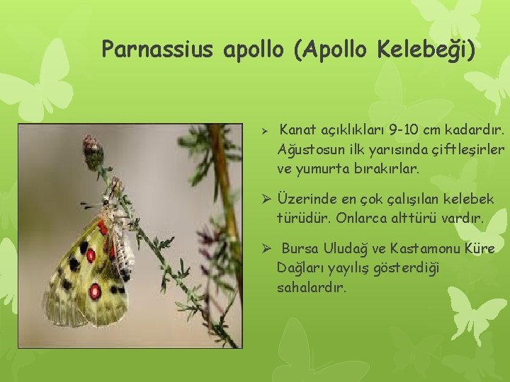 Parnassius apollo (Apollo Kelebeği) Ø Kanat açıklıkları 9 -10 cm kadardır. Ağustosun ilk yarısında