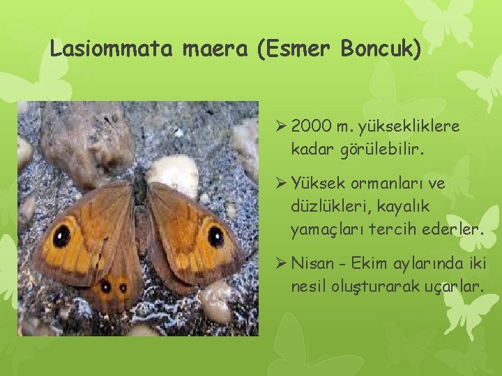 Lasiommata maera (Esmer Boncuk) Ø 2000 m. yüksekliklere kadar görülebilir. Ø Yüksek ormanları ve