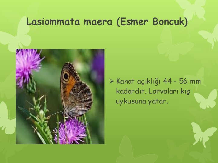 Lasiommata maera (Esmer Boncuk) Ø Kanat açıklığı 44 - 56 mm kadardır. Larvaları kış