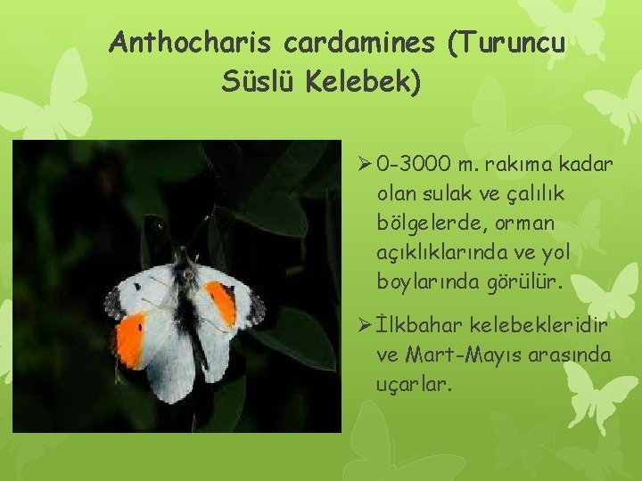 Anthocharis cardamines (Turuncu Süslü Kelebek) Ø 0 -3000 m. rakıma kadar olan sulak ve