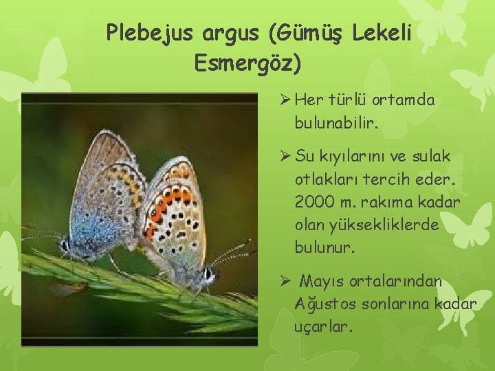 Plebejus argus (Gümüş Lekeli Esmergöz) Ø Her türlü ortamda bulunabilir. Ø Su kıyılarını ve