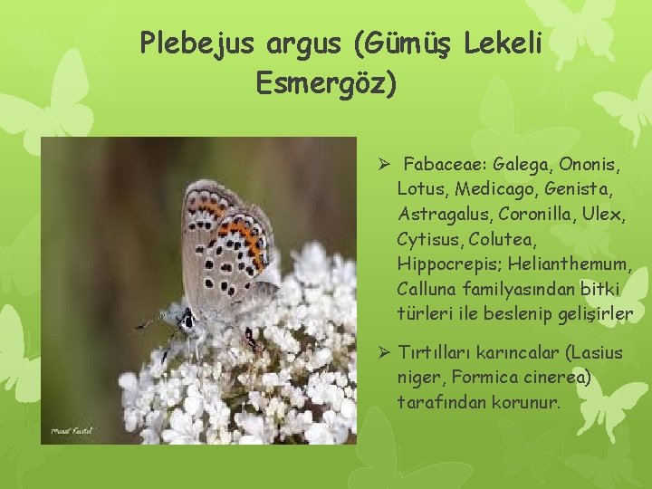 Plebejus argus (Gümüş Lekeli Esmergöz) Ø Fabaceae: Galega, Ononis, Lotus, Medicago, Genista, Astragalus, Coronilla,