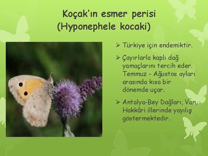 Koçak’ın esmer perisi (Hyponephele kocaki) Ø Türkiye için endemiktir. Ø Çayırlarla kaplı dağ yamaçlarını