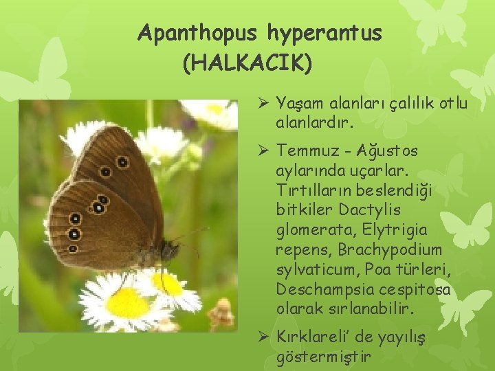 Apanthopus hyperantus (HALKACIK) Ø Yaşam alanları çalılık otlu alanlardır. Ø Temmuz - Ağustos aylarında