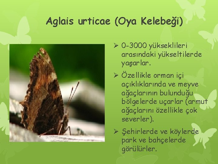 Aglais urticae (Oya Kelebeği) Ø 0 -3000 yükseklileri arasındaki yükseltilerde yaşarlar. Ø Özellikle orman