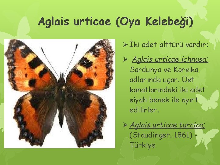 Aglais urticae (Oya Kelebeği) Ø İki adet alttürü vardır: Ø Aglais urticae ichnusa; Sardunya